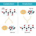 Anabolism, Catabolism and metabolism