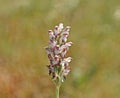 Anacamptis coriophora, the bug orchid