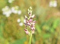 Anacamptis coriophora, the bug orchid