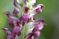 Anacamptis coriophora, the bug orchid