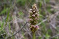 Anacamptis coriophora plant