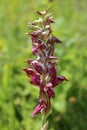 Anacamptis coriophora subsp. fragrans - Wild plant shot in the spring