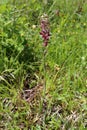 Anacamptis coriophora subsp. fragrans - Wild plant shot in the spring