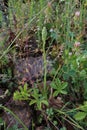 Anacamptis coriophora subsp. fragrans - Wild plant shot in the spring