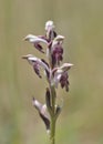 Anacamptis fragrans, Crete