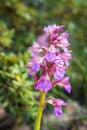 Anacamptis gennarii