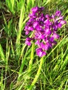 1 Anacamptis morio or Green-winged orchid Royalty Free Stock Photo