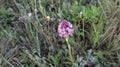 Anacamptis pyramidalis, the pyramidal orchid.