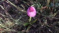 Anacamptis pyramidalis, the pyramidal orchid.