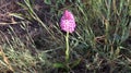 Anacamptis pyramidalis, the pyramidal orchid.