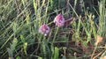 Anacamptis pyramidalis, the pyramidal orchid.