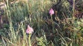 Anacamptis pyramidalis, the pyramidal orchid.