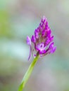Anacamptis pyramidalis - wild Pyramidal orchid. Small,pink. Royalty Free Stock Photo