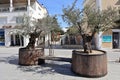 Anacapri - Panchina con alberi di ulivo in Via Orlandi