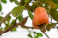 Anacardium occidentale or Cashews on the tree are fruits that use seeds for cooking by roasting