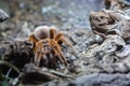 Macro shot of hairy brown spider hunting in wild nature. Focus on the animal