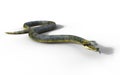 Anaconda, Boa Constrictor The World`s Biggest Venomous Snake