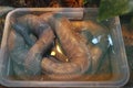 Anaconda compressed in rectangular form in water