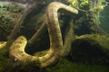 Anaconda eunectes murinus Royalty Free Stock Photo