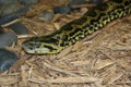 Anaconda Royalty Free Stock Photo