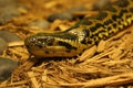 Anaconda Royalty Free Stock Photo