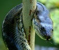 Anaconda snake coiled Royalty Free Stock Photo