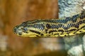 Anaconda snake. Eunectes murinus. Royalty Free Stock Photo