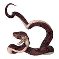 Anaconda Snake on White Royalty Free Stock Photo
