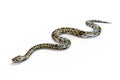 Anacondas snake Royalty Free Stock Photo