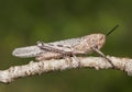 Anacridium aegyptium Egyptian locust large grasshopper just after emerging at its last stage of development with still pale colors