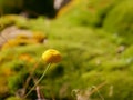 Anacyle de Valence mountain flower, golden yellow button in the Haut Chitelet
