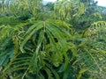 Anadenanthera colubrina plants that thrive on the hills