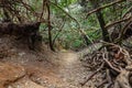 Anaga Natural Park Pathway