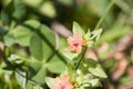 Anagallis arvensis Royalty Free Stock Photo