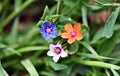 Anagallis arvensis carnea, pallida, azurea, Lysimachia arvensis Scarlet pimpernel with variety of flower colours Royalty Free Stock Photo