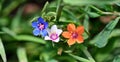 Anagallis arvensis carnea, pallida, azurea, Lysimachia arvensis Scarlet pimpernel with variety of flower colours Royalty Free Stock Photo