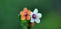 Anagallis arvensis carnea, pallida, Lysimachia arvensis Scarlet pimpernel with variety of flower colours Royalty Free Stock Photo