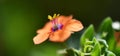 Anagallis arvensis carnea, scarlet pimpernel Royalty Free Stock Photo