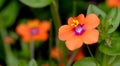 Tiny Scarlet Pimpernel wild flowers in poor soil. Royalty Free Stock Photo