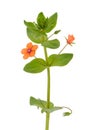 Scarlet pimpernel isolated on white background, Anagallis arvensis Royalty Free Stock Photo