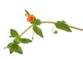 Scarlet pimpernel isolated on white background, Anagallis arvensis Royalty Free Stock Photo