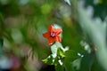 Anagallis arvensis or Lysimachia arvensis