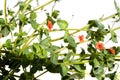 Anagallis arvensis - Scarlet pimpernel common weed Royalty Free Stock Photo