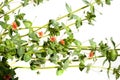 Anagallis arvensis - Scarlet pimpernel common weed Royalty Free Stock Photo