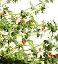 Anagallis arvensis - Scarlet pimpernel common weed Royalty Free Stock Photo