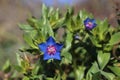 Anagallis foemina, Primulaceae Royalty Free Stock Photo