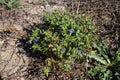 Anagallis foemina, Primulaceae Royalty Free Stock Photo