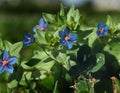 Anagallis Seeds - Blue Pimpernel. Unique bright gentian-blue flowers