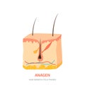 Anagen hair growth phase in a skin cross section Royalty Free Stock Photo