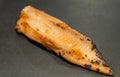 Anago Nigiri Royalty Free Stock Photo